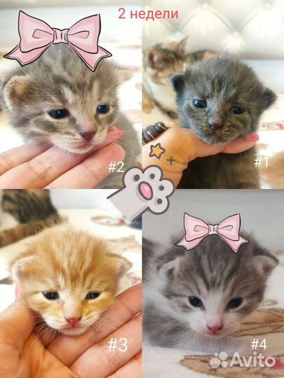 Котята в добрые руки