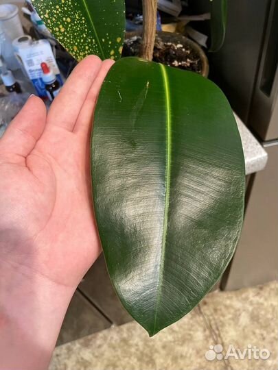 Фикусы, сансеверия