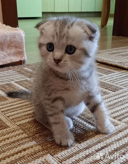 Шотландский вислоухий котенок