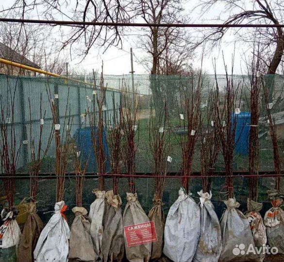 Саженцы плодовых деревьев