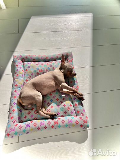 Мини той-терьер вязка