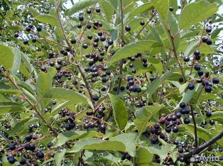 Черёмуха, саженец