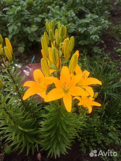 Лилии на срез