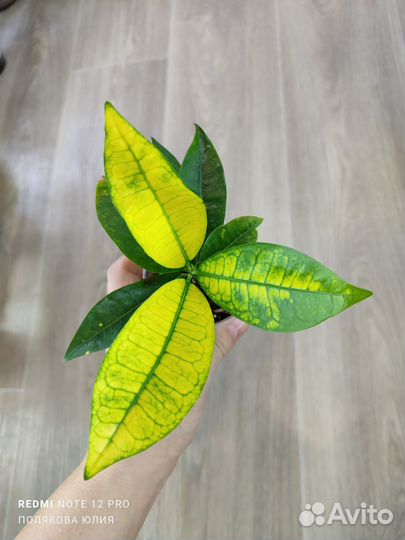 Растения разные