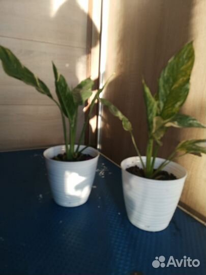 Продам спатифиллум Даймонд