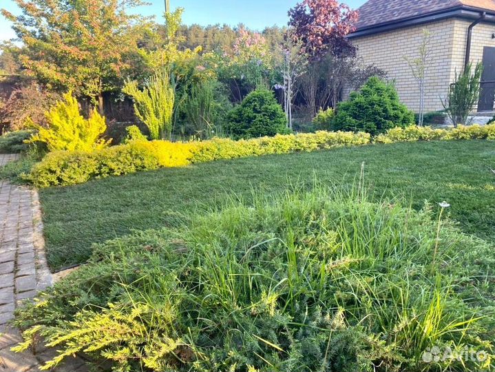 Укладка рулонного газона - 100 мятлик