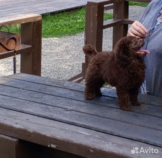 Девочка, пудель в любимцы