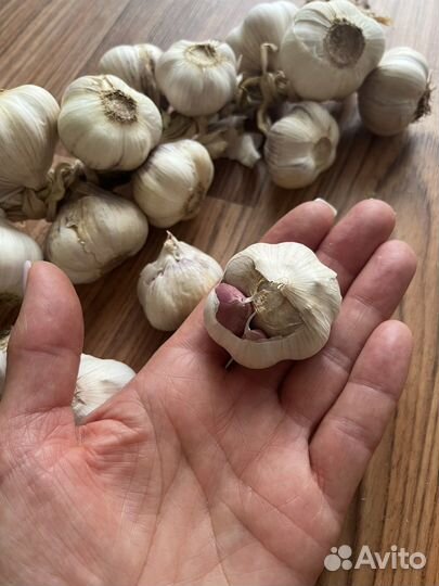 Чеснок семенной, яровой