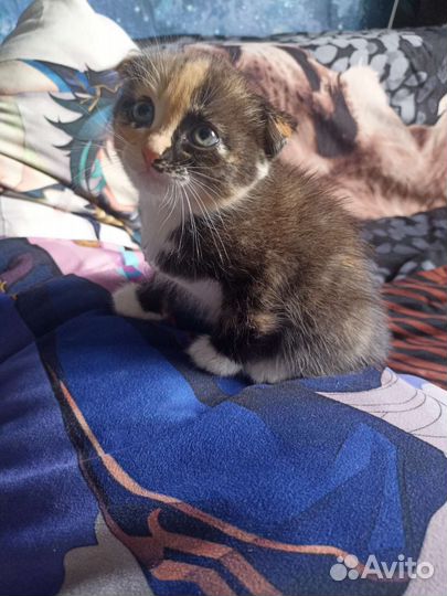 Вислоухий котенок