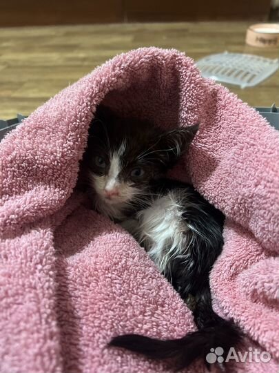 Котенок в добрые руки