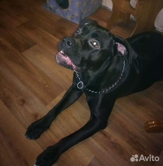 Отдам кане Корсо