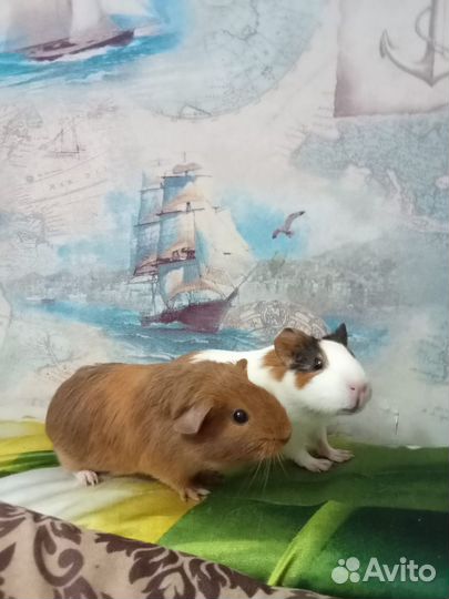 Морская свинка