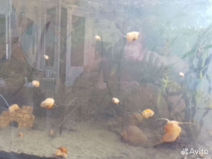 Улитки аквариумные ампулярии