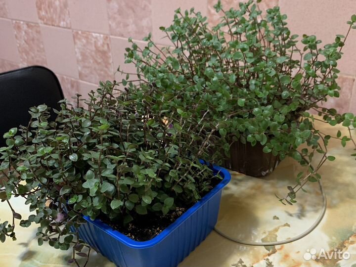 Коллизия зеленая ползучая