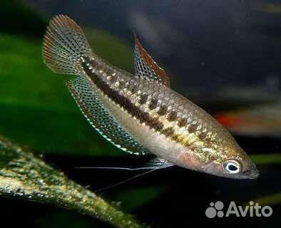 Гурами карлик пигмей