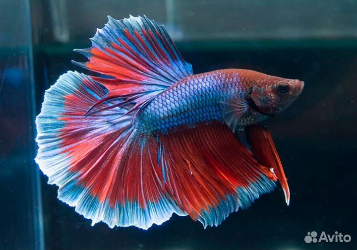 Петушок Халфмун (самец) (арт 7033)