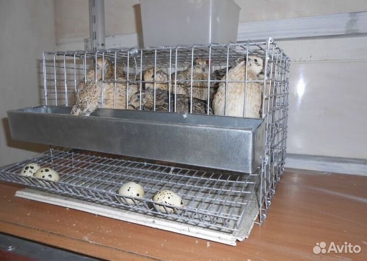 Перепелки с клеткой