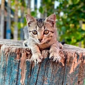 Котята в добрые руки бесплатно девочка