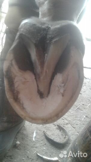 Расчистка-ковка копыт лошадей