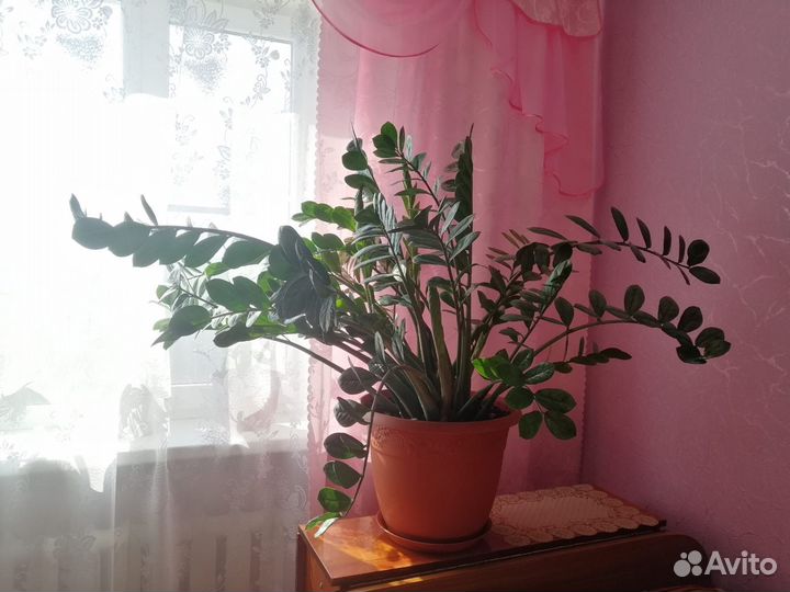 Замиокулькас