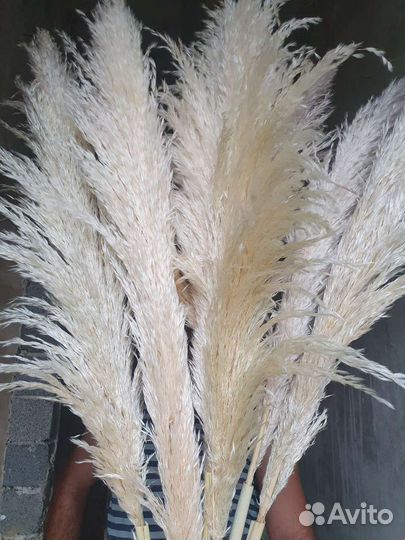 Пампасная трава