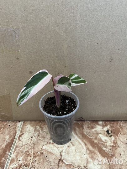 Строманта триколор Деленки