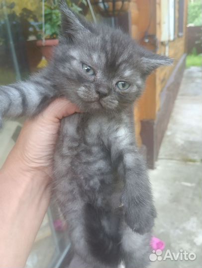 Кошка британка