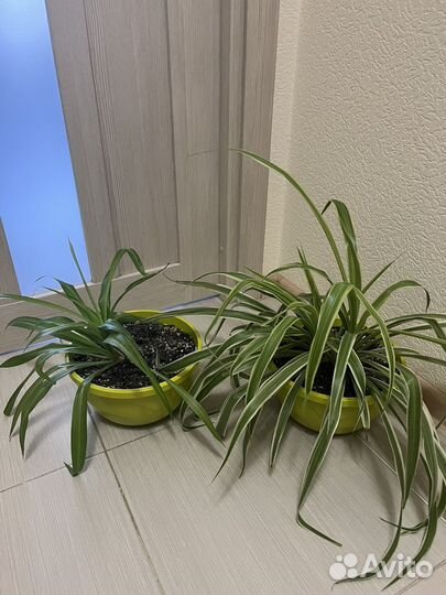 Комнатные растения