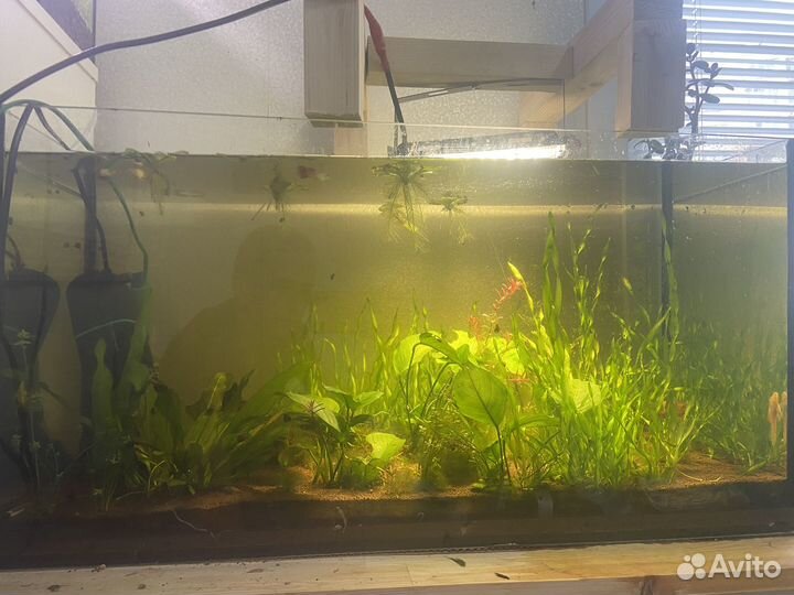 Отдам аквариум с рыбками в добрые руки