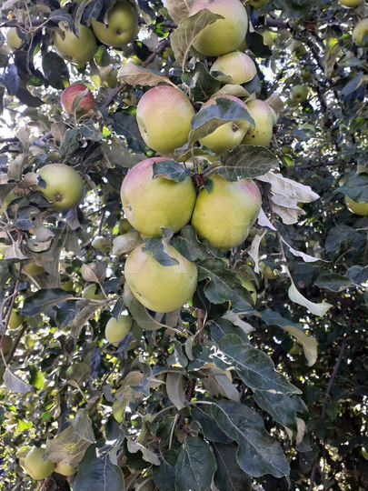 Дом 93 м² на участке 15 сот.