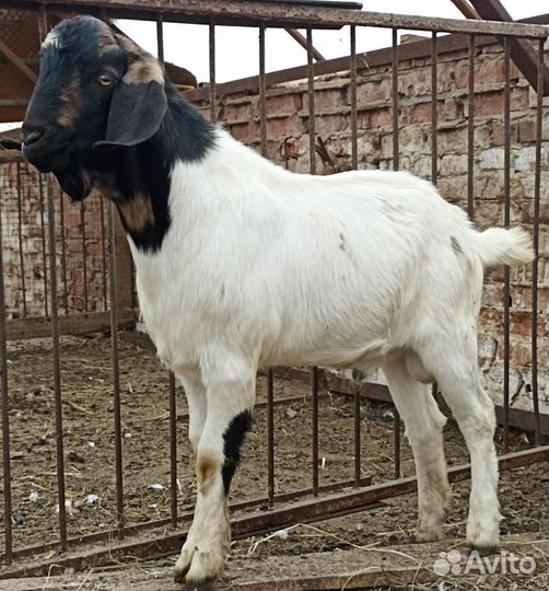 Козел на вязку