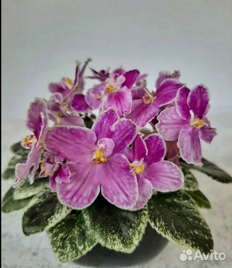 Мини фиалки