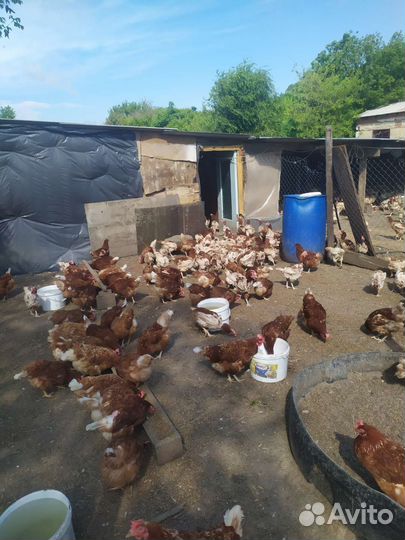 Куры несушки Ломан браун