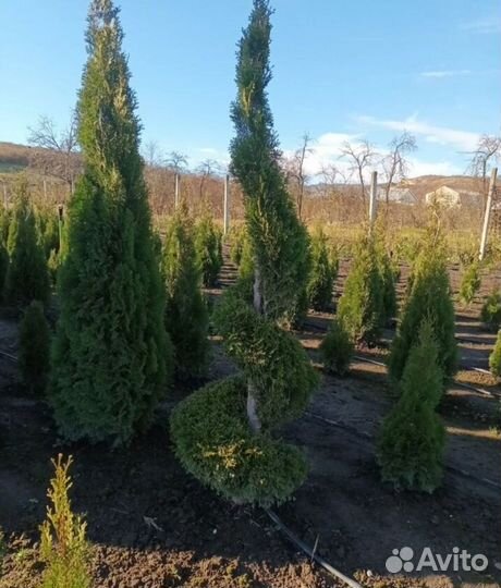 Растение, туи