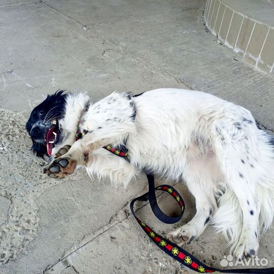 Маленькая собака