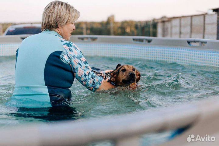 Молодой пёс кобель ищет семью