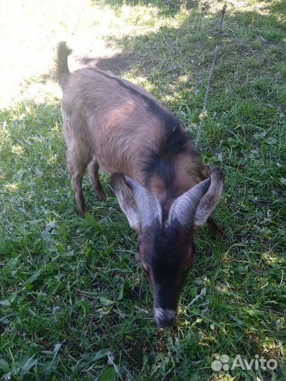 Нубийский козел вязка