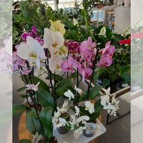 Орхидея фаленопсис цветущая, Санкт-Петербург