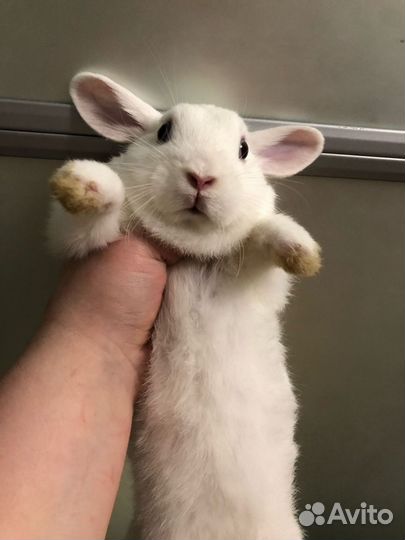 Декоративный кролик Гермелин