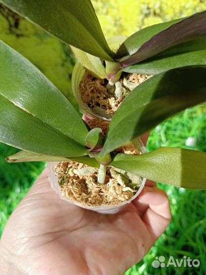 Орхидея фаленопсис бабочка