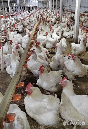 Куры бройлер Росс-308 маточное стадо