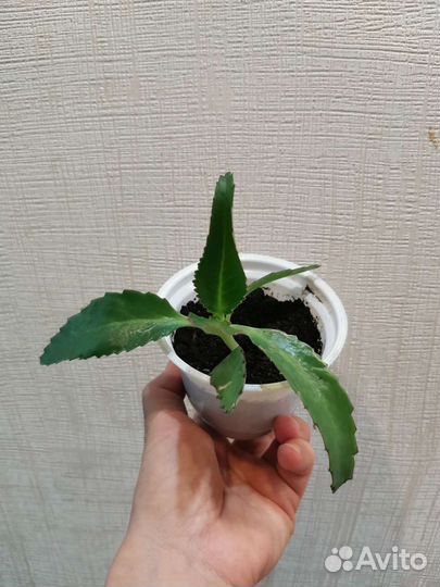 Каланхоэ лечебное. Каланхоэ - чихалочка