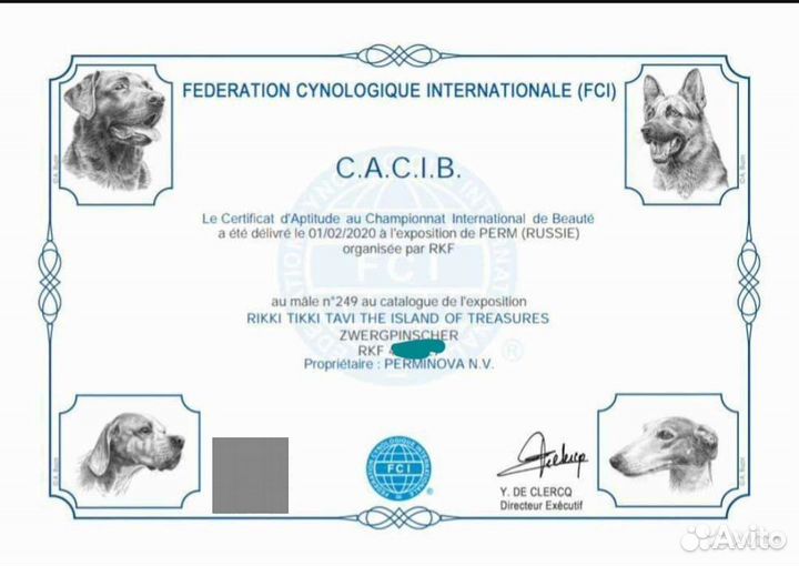 Вязка цвергпинчер