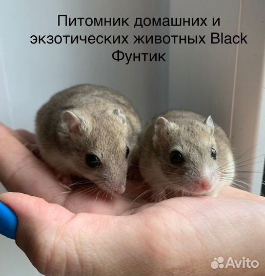 Песчанки и хомяки