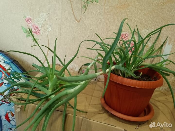 Алоэ лечебный