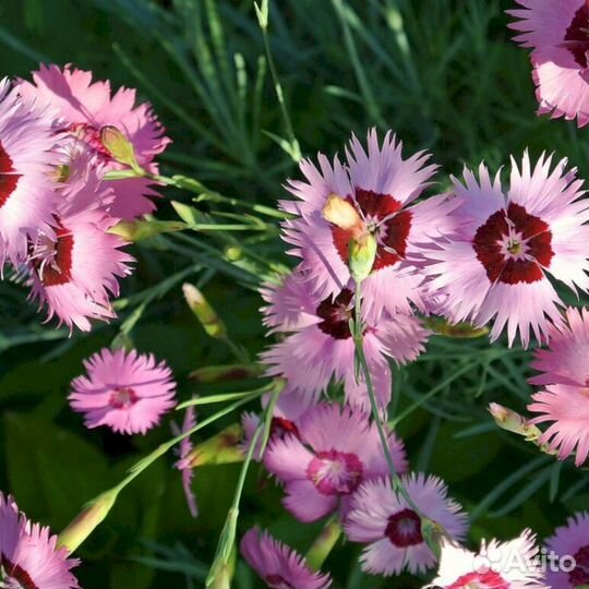 Гвоздика перистая