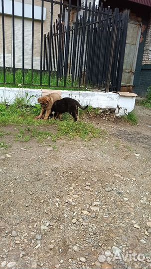 Щенки мальчики