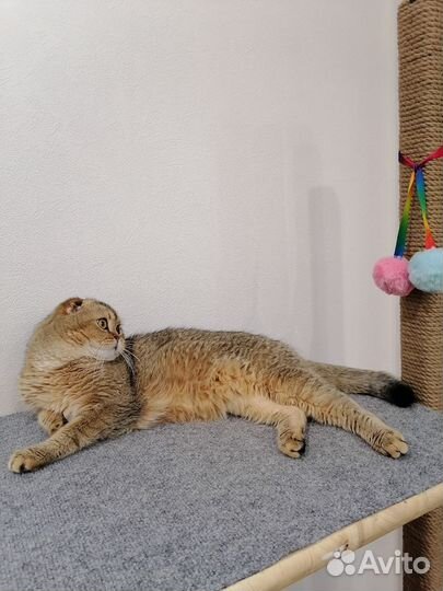 Шотландский кот вязка