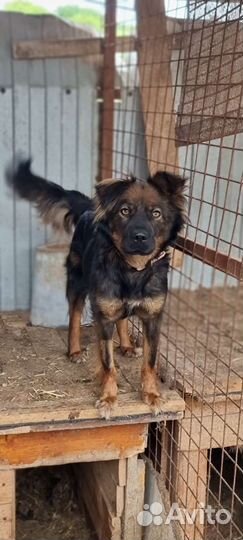 Собака Милана в добрые руки