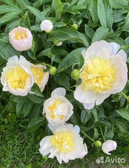 Пионы букет